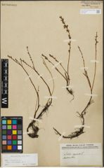 Foto von Salix repens subsp. incubacea (L.) A. Neumann
